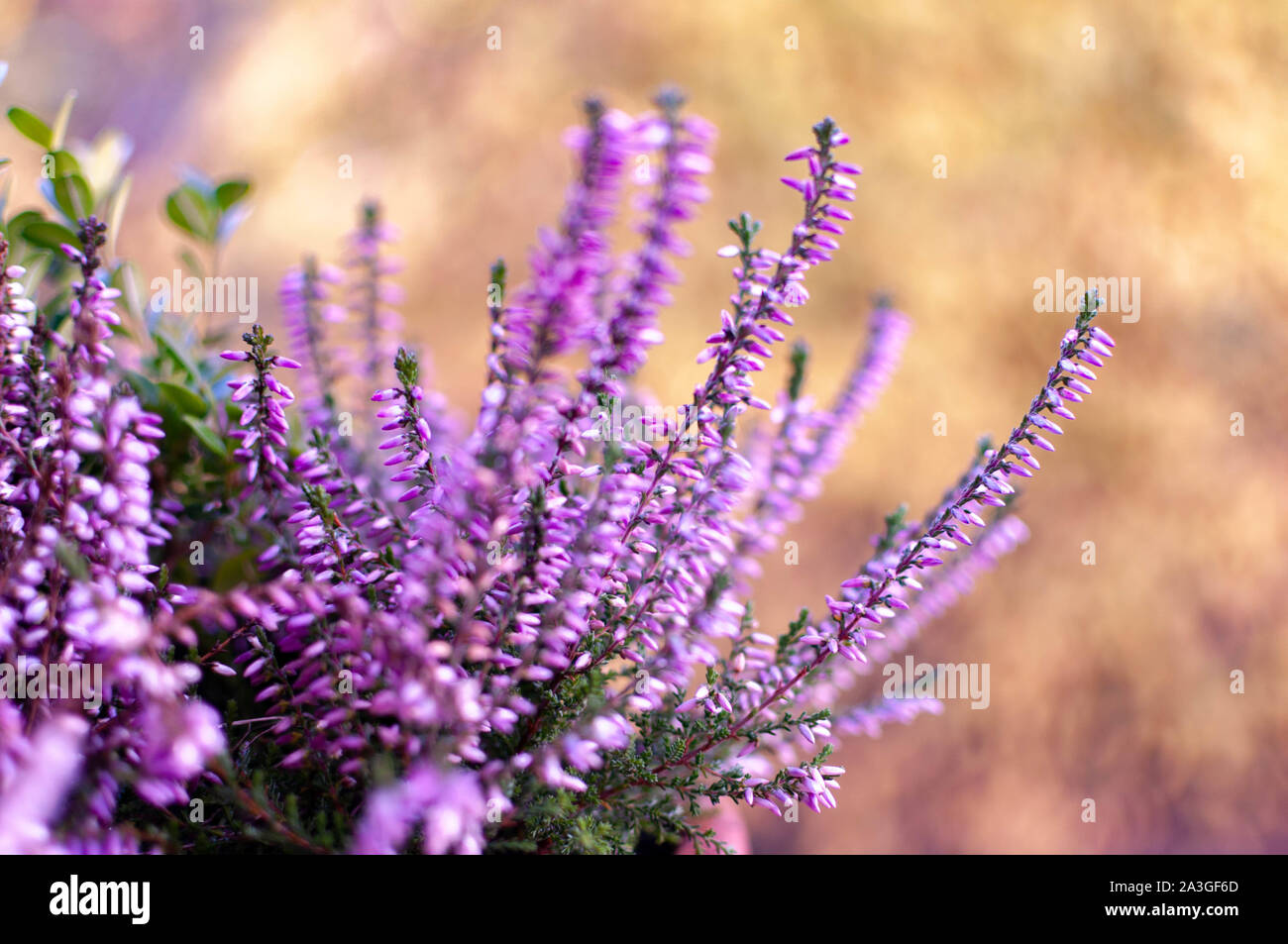 Erica plants, winter flowers in pink and purple close up. Symbol of winter cold time and holidays. Stock Photo