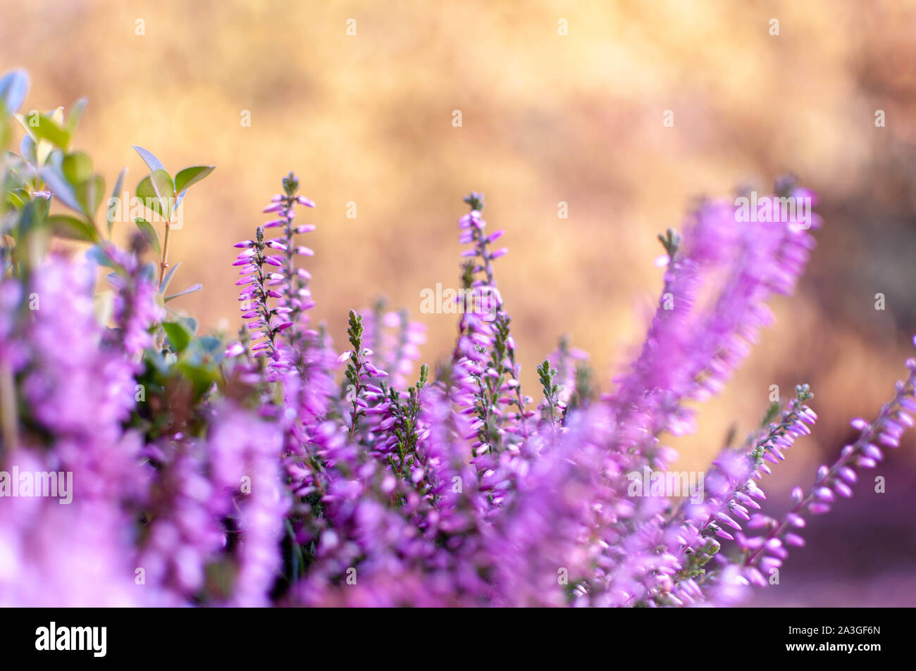 Erica plants, winter flowers in pink and purple close up. Symbol of winter cold time and holidays. Stock Photo