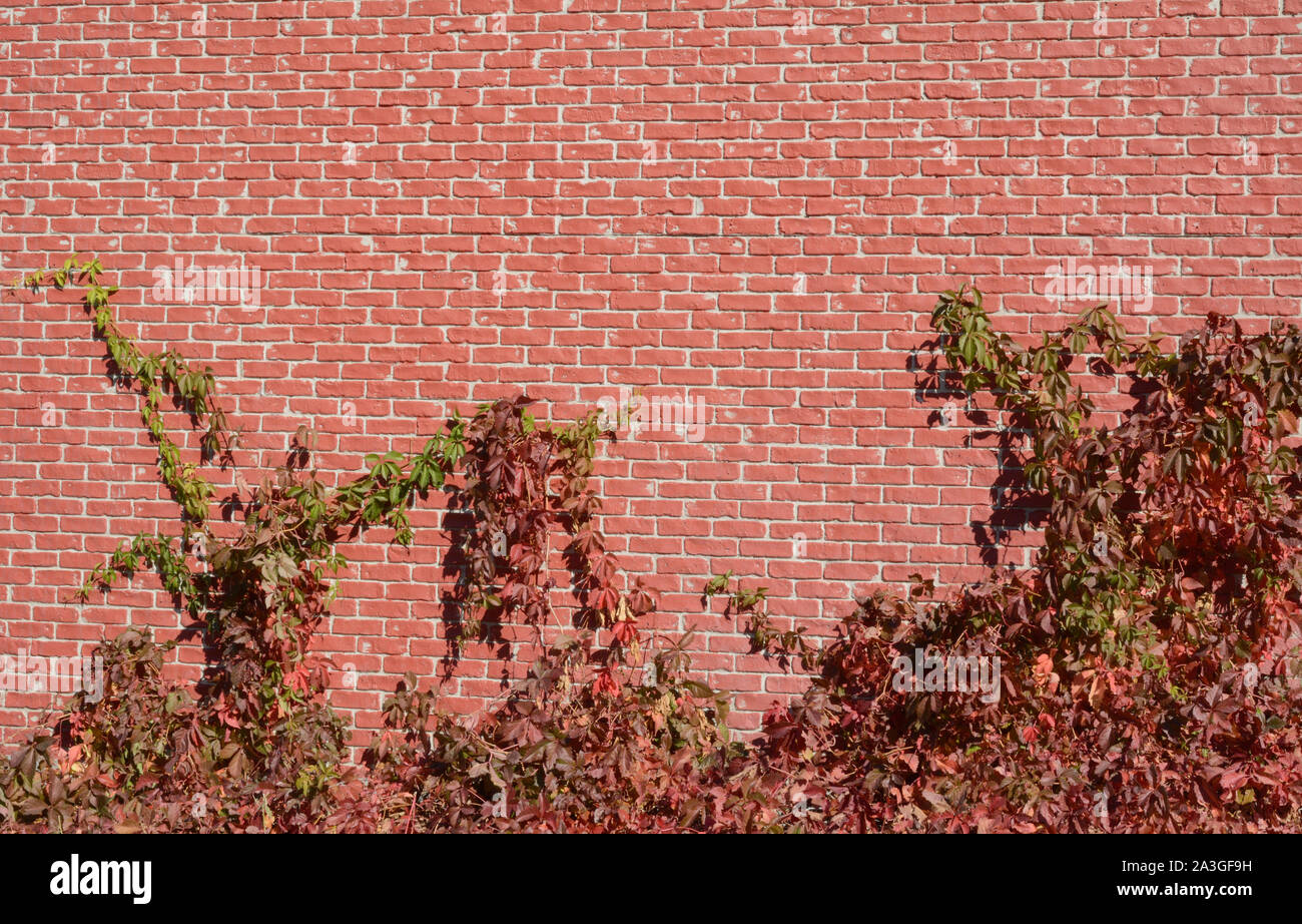 Autumn virginia creeper vine or Parthenocissus quinquefolia climbing up brick wall Stock Photo