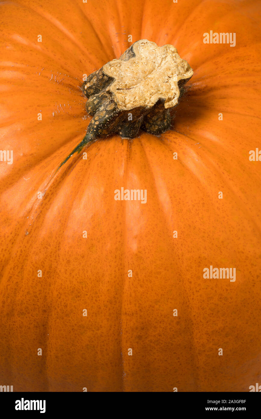 Single whole orange pumpkin close up full frame Stock Photo