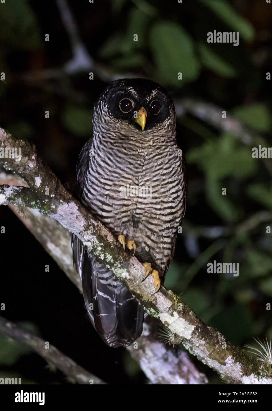 Black and white owl hi-res stock photography and images - Alamy