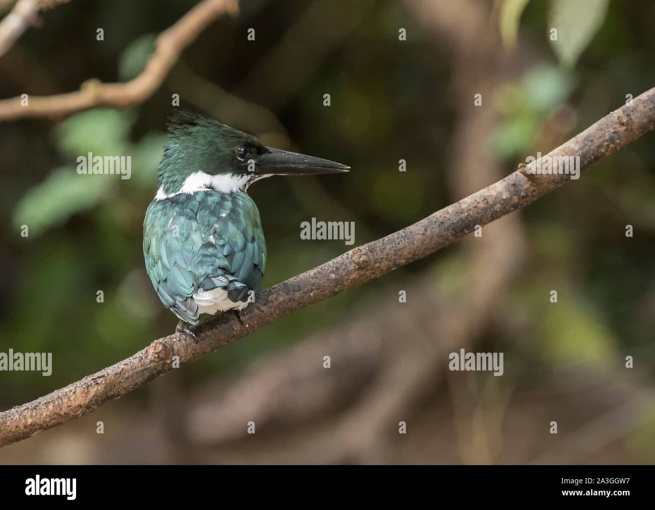 Amazon Kingfisher Stock Photo