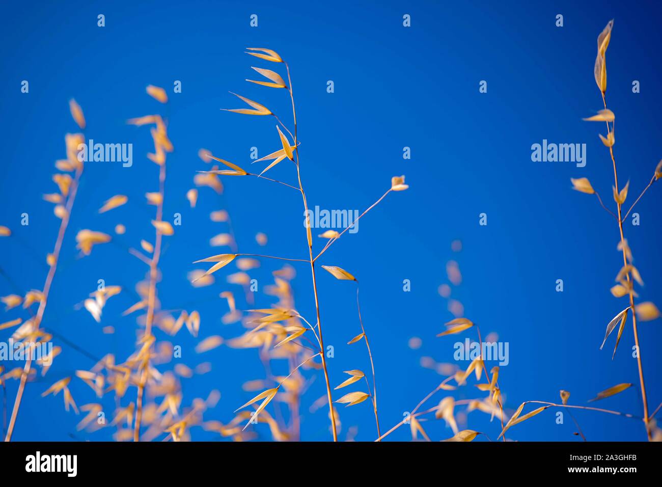 Beautiful Meadow with Dry golden grass at sunset and blue sky background. Selective focuse. Warm Light. Fall. Tranquility concept. Copy Space Stock Photo