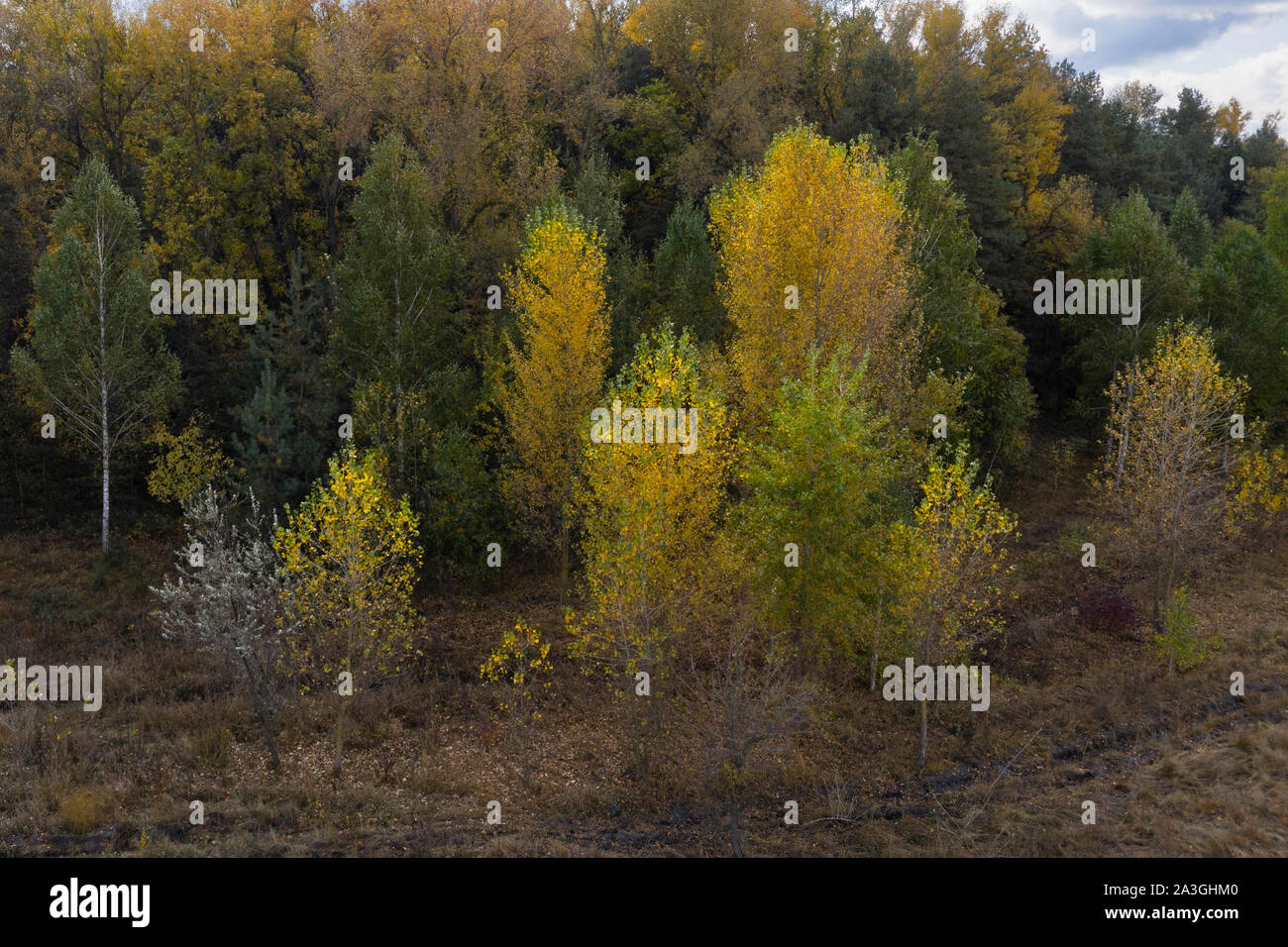 aerial view of yellow, green tree tops in autumn Stock Photo