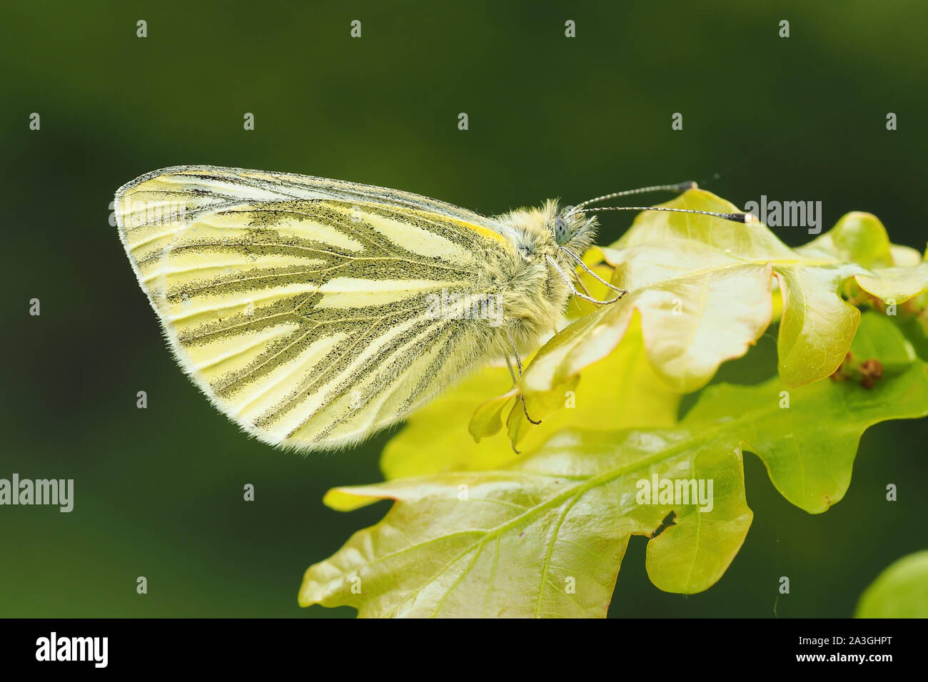 Green Veined White Butterfly (Pieris napi) perched on oak leaves. Tipperary, Ireland Stock Photo