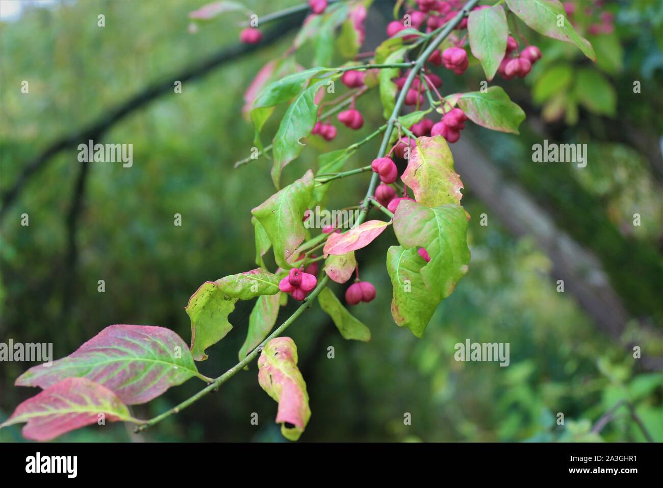 This is a photo of Euonymus europaeus, or red cascade. It is a plant native to the united kingdom and found by the river Thames. Turing red for autumn Stock Photo