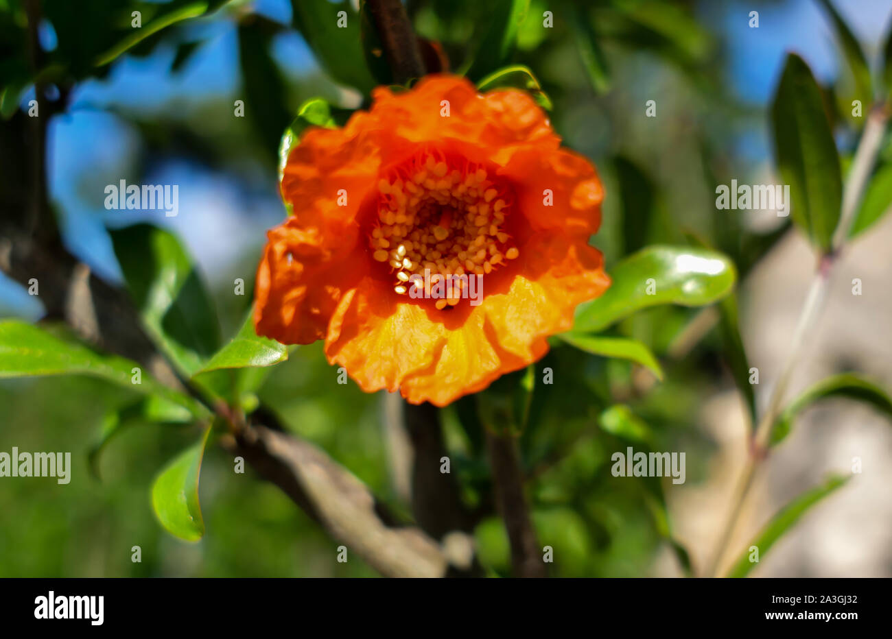 Bright orange pomegranate flower in green leaves, close-up Stock Photo