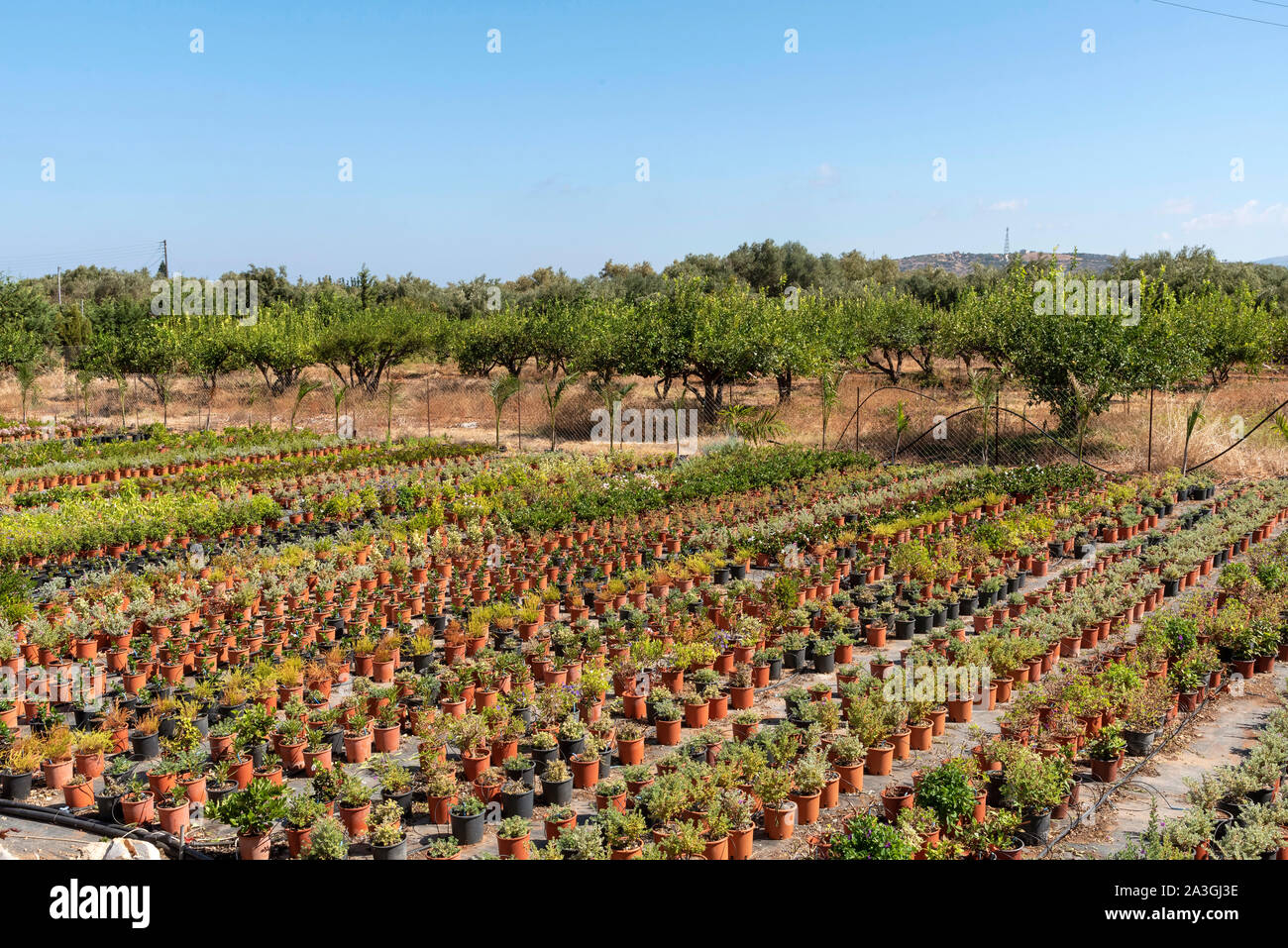 Malia, Crete, Greece. September 2019. Potted plants growing outdoors on  a commercial scale for selling to garden centres. Stock Photo