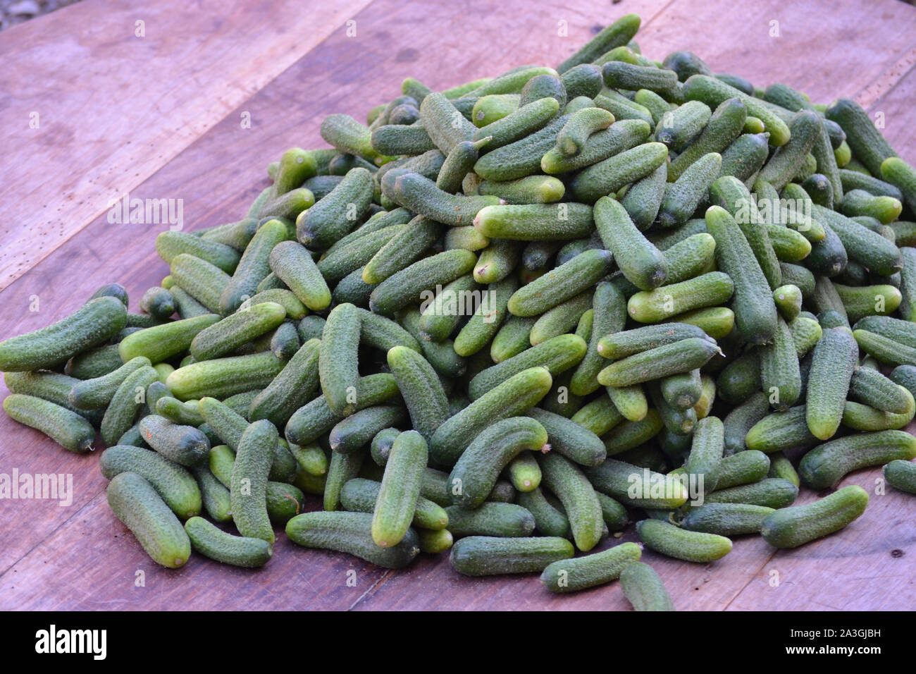 Pickling cucumbers on a rustic wooden table Stock Photo