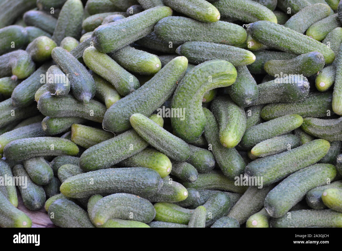 Pickling cucumbers Stock Photo