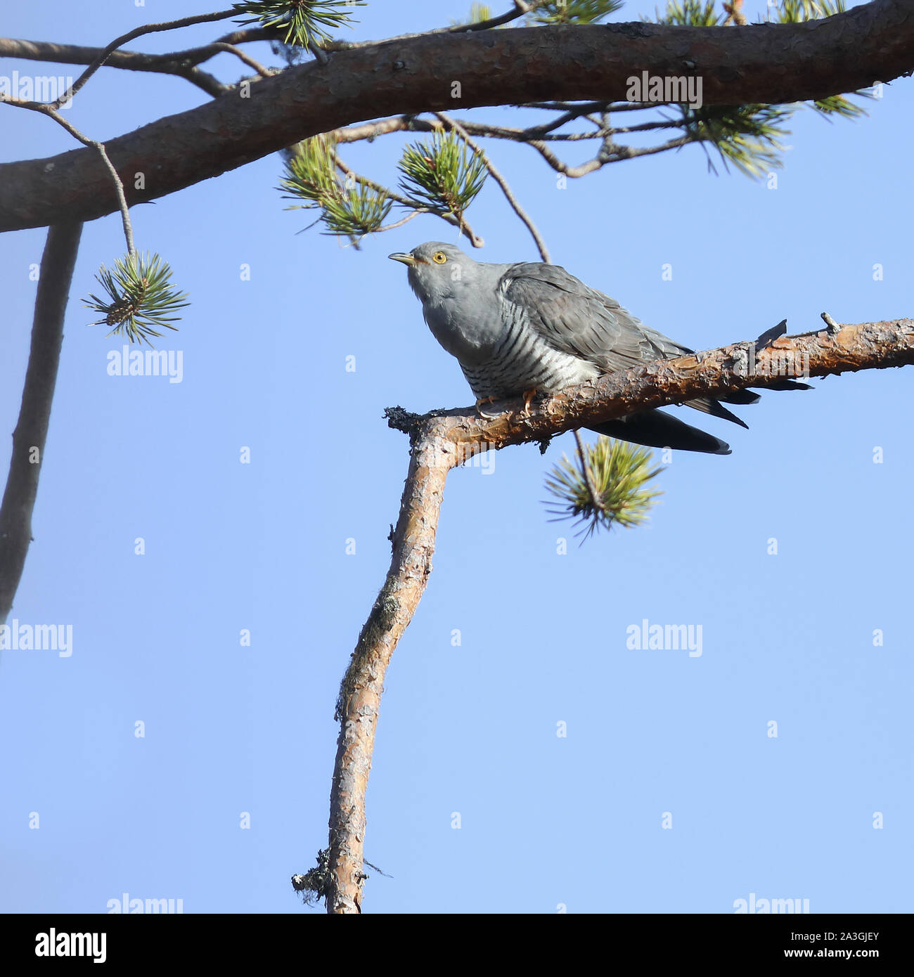 Cuckoo cuculus canorus spring hi-res stock photography and images - Alamy