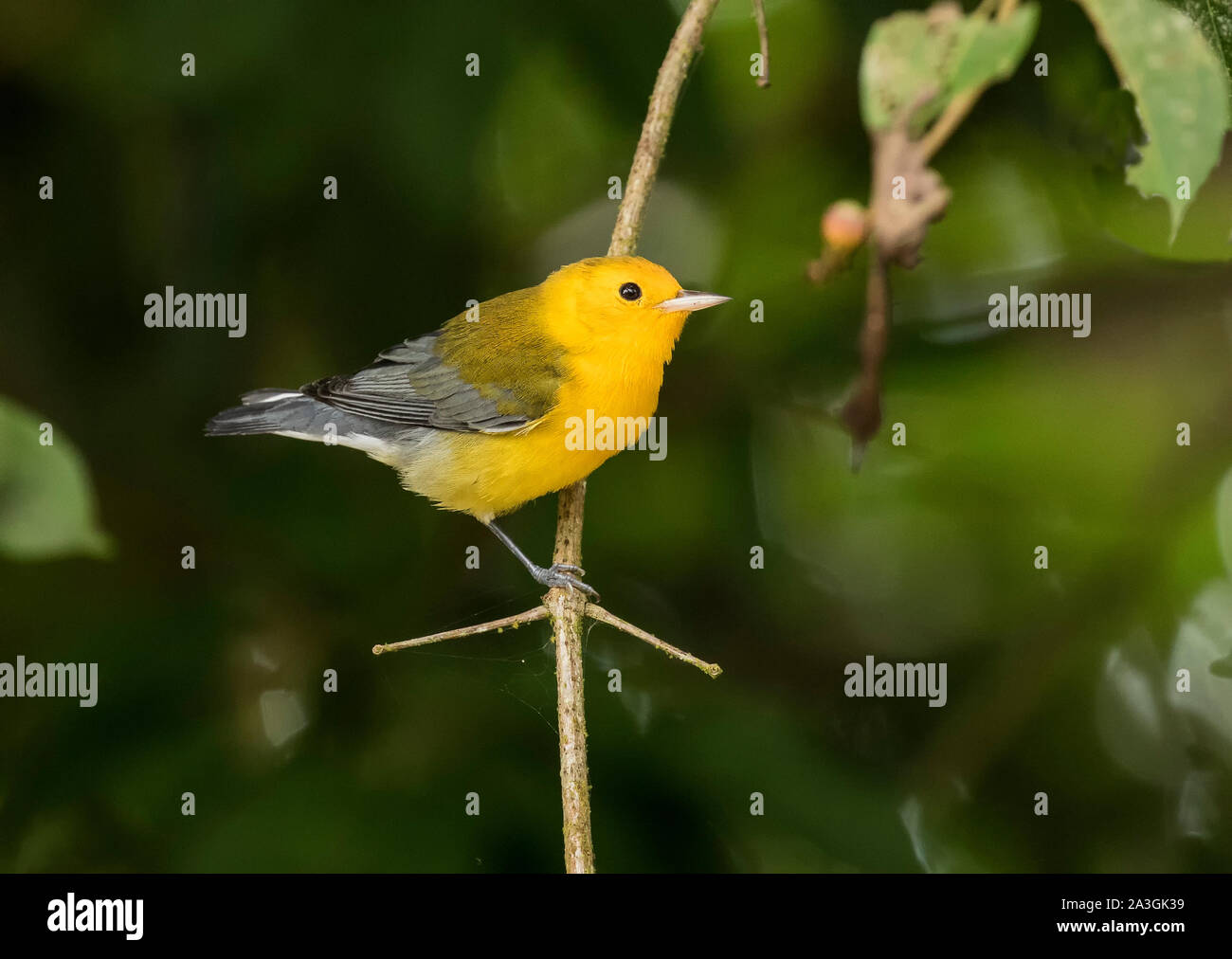 Prothonatary Warbler Stock Photo