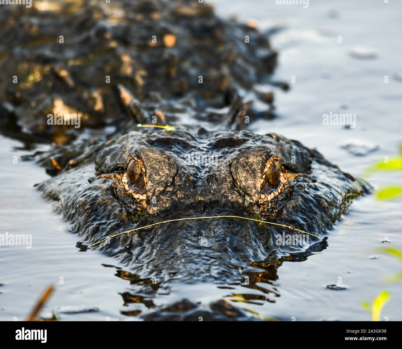 American alligator stalking its prey Stock Photo - Alamy