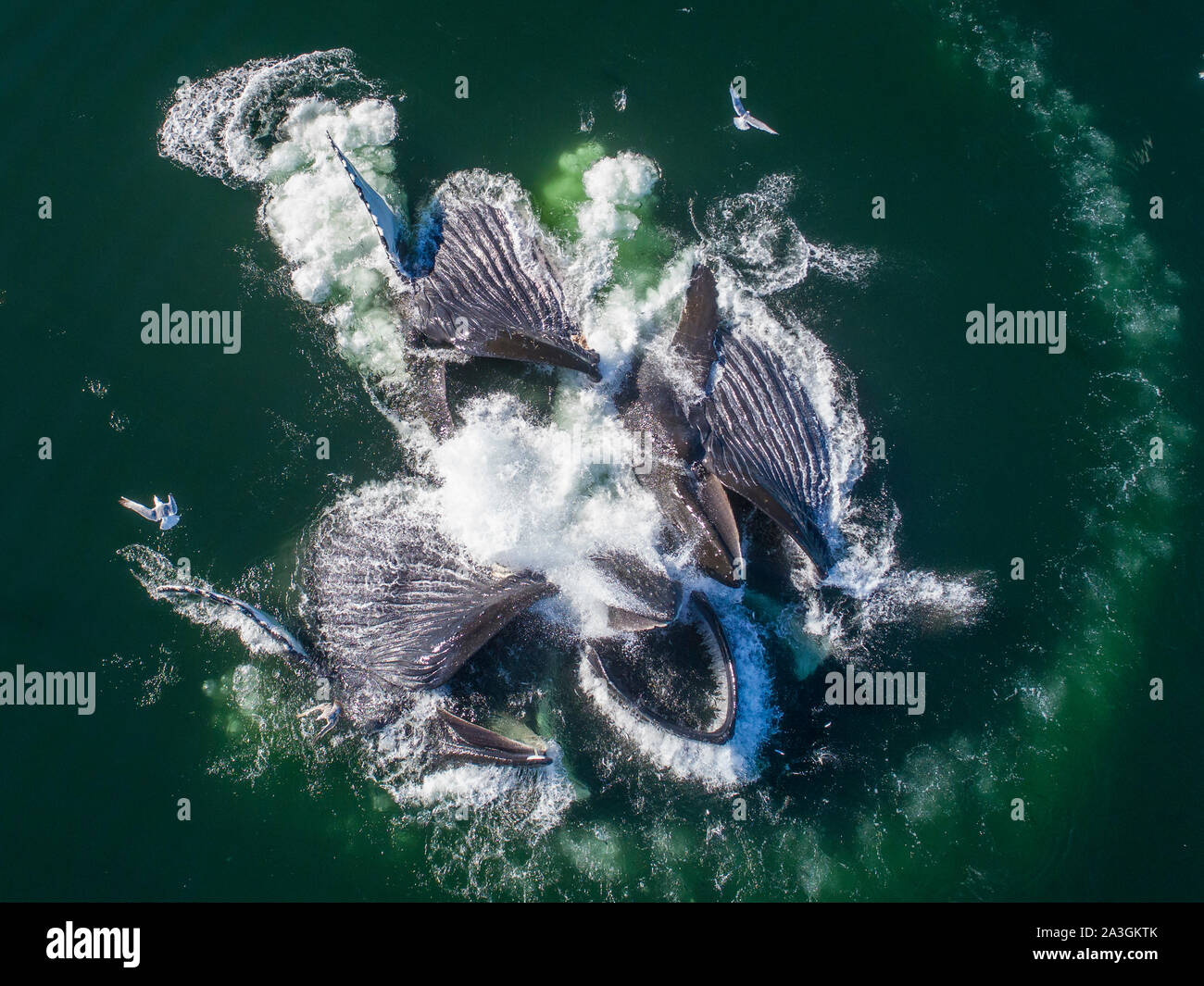 USA, Alaska, Aerial view of Humpback Whales (Megaptera novaeangliae) lunging at surface of Frederick Sound while bubble net feeding on herring shoal o Stock Photo
