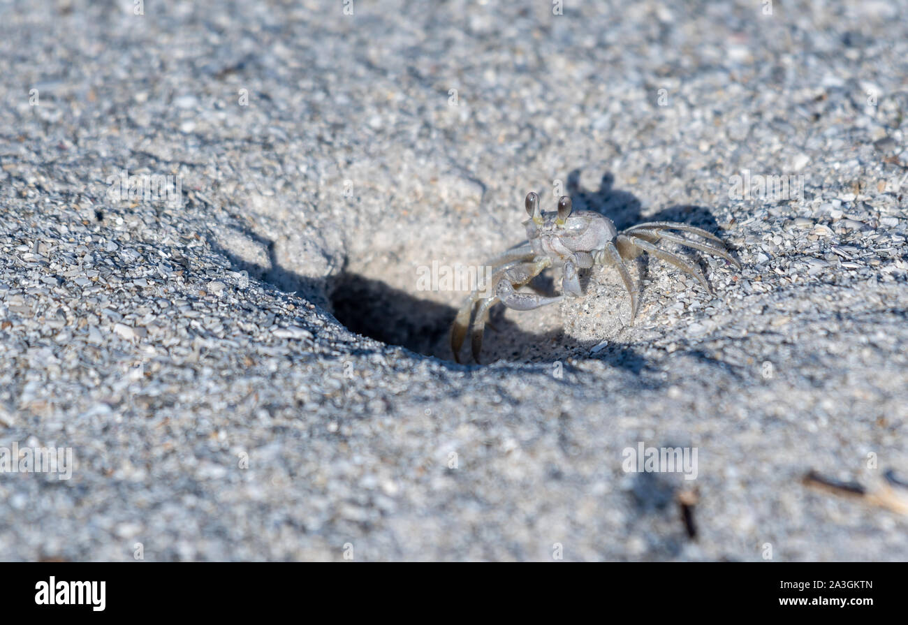 Sand crab/ghost crab are found in the summer in central Florida Stock Photo