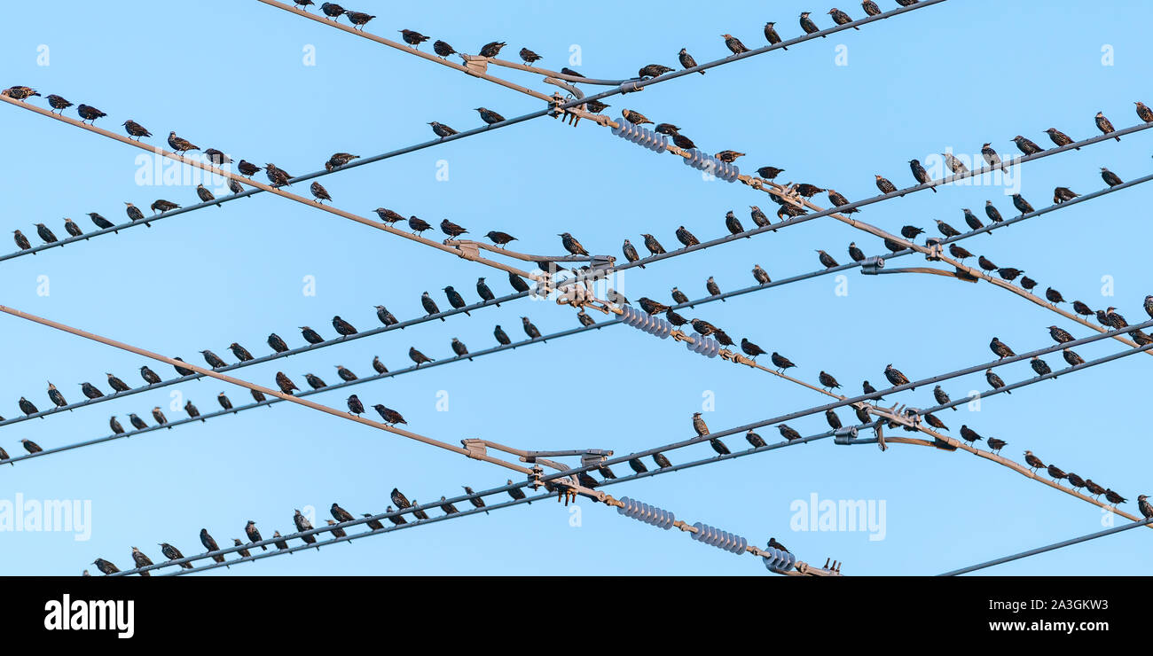 Flock of starlings fill the telephone wires in a criss-cross pattern Stock Photo