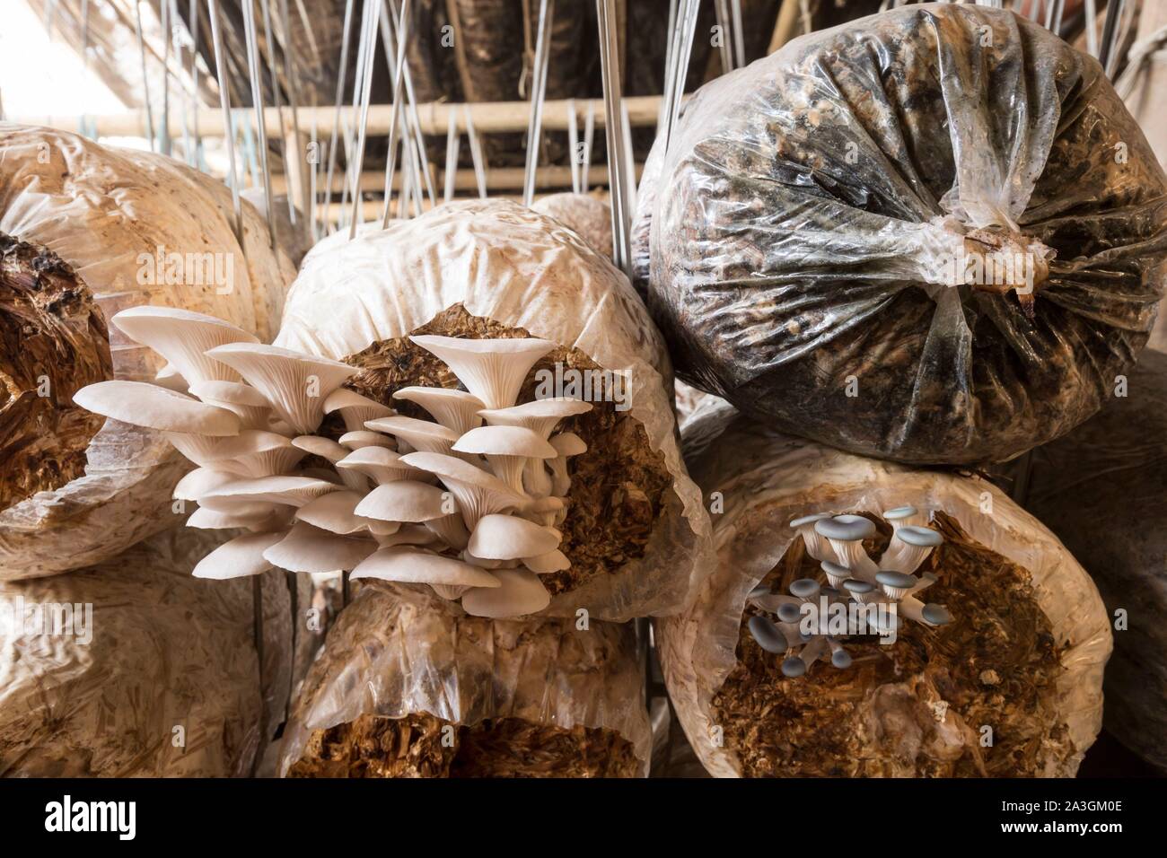 Nepal, Chitwan, mushroom farm supported by the National Trust for