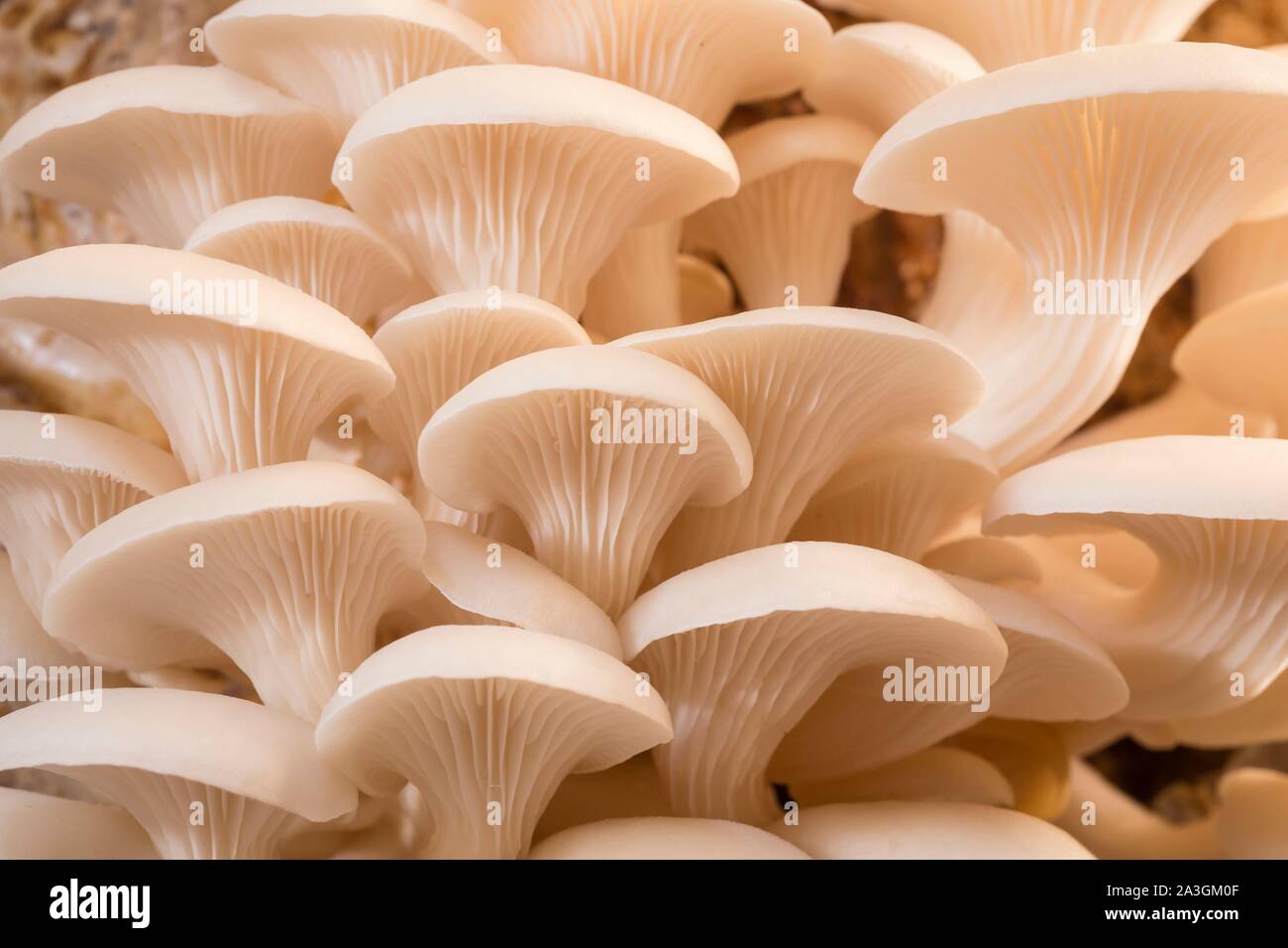 Nepal, Chitwan, mushroom farm supported by the National Trust for