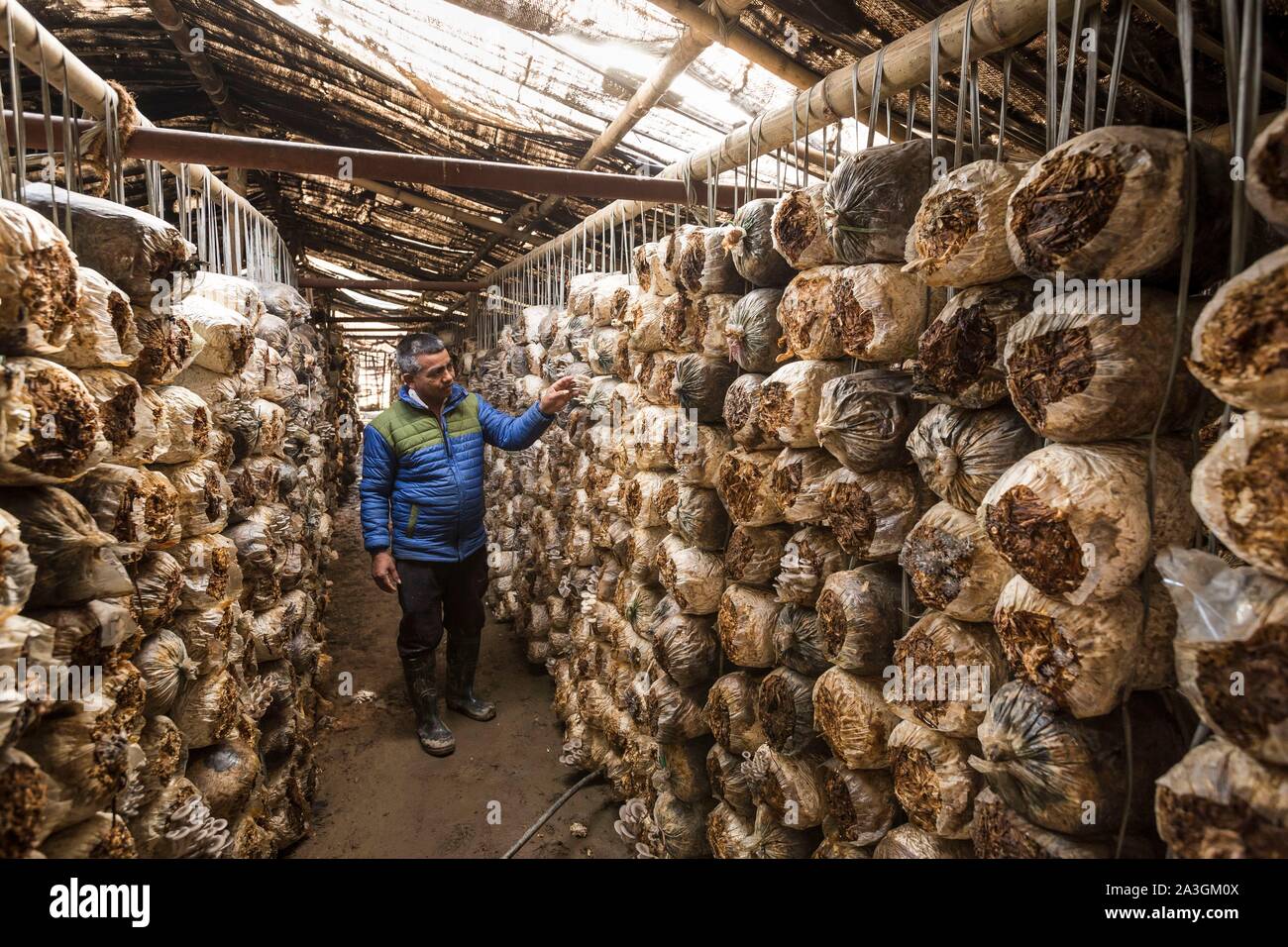 Mushroom farm hi-res stock photography and images - Alamy