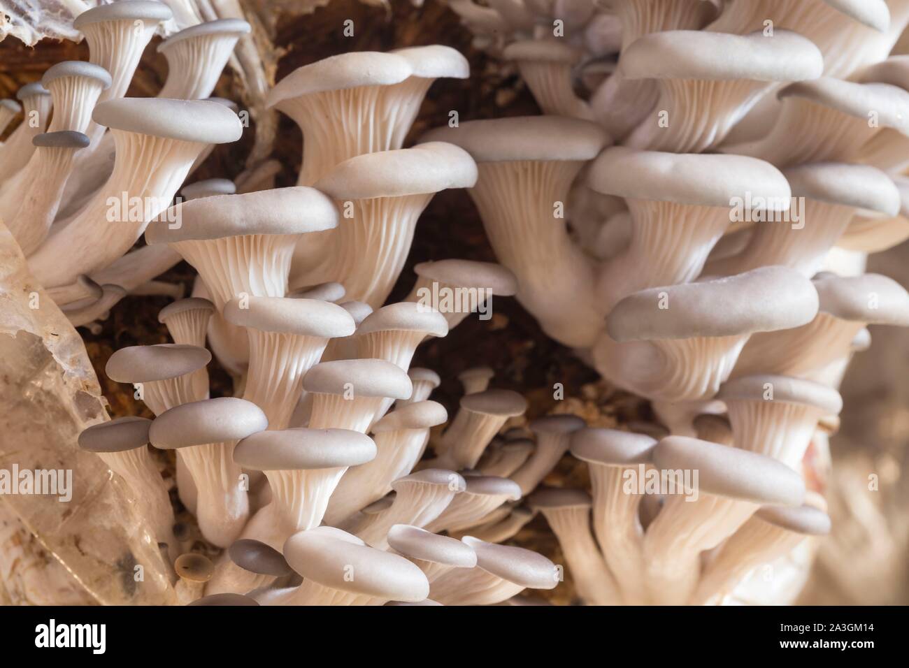 Nepal, Chitwan, mushroom farm supported by the National Trust for