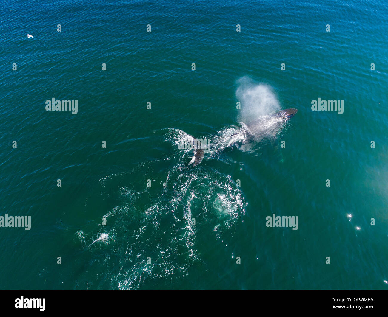 USA, Alaska, Aerial view of Humpback Whale (Megaptera novaeangliae) breathing at surface of Frederick Sound while bubble net feeding on herring shoal Stock Photo
