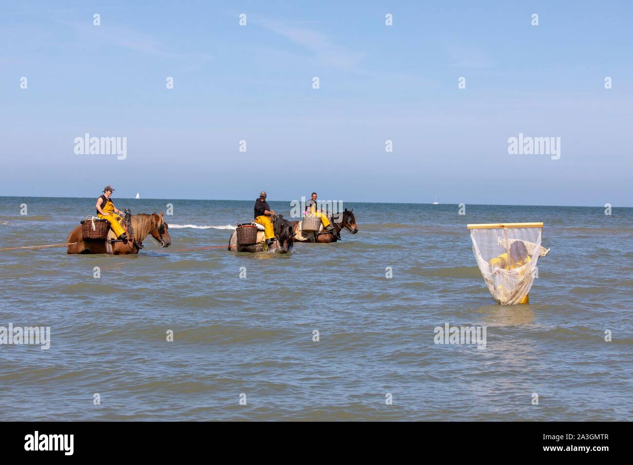 Belgium, West Flanders province, Koksijde, Oostduinkerke, the shrimp fishing on horseback is a type of fishing unique in the world, recognized as intangible cultural heritage of humanity by UNESCO in 2013 whose tradition goes back several centuries Stock Photo