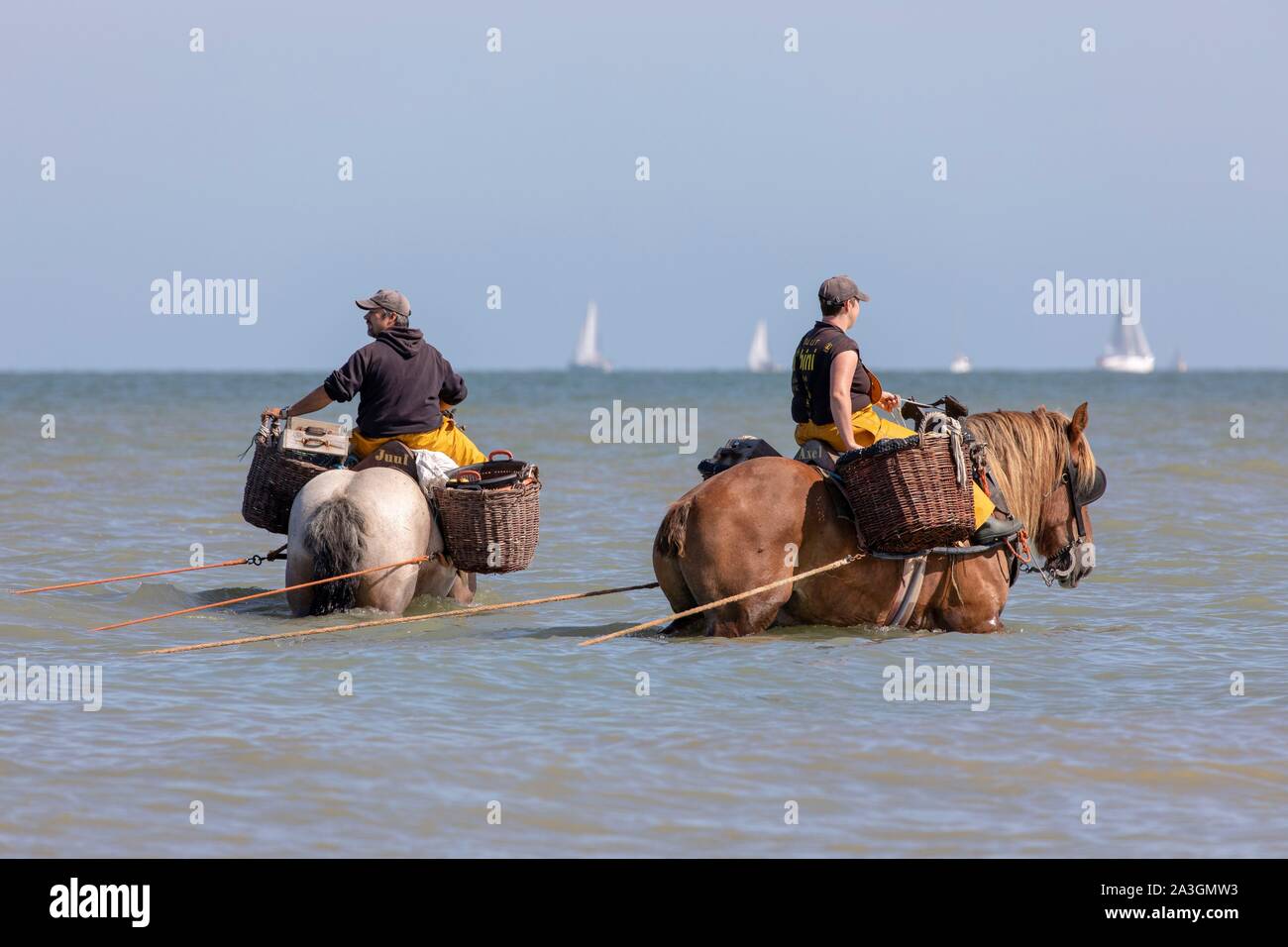 Belgium, West Flanders province, Koksijde, Oostduinkerke, the shrimp fishing on horseback is a type of fishing unique in the world, recognized as intangible cultural heritage of humanity by UNESCO in 2013 whose tradition goes back several centuries Stock Photo