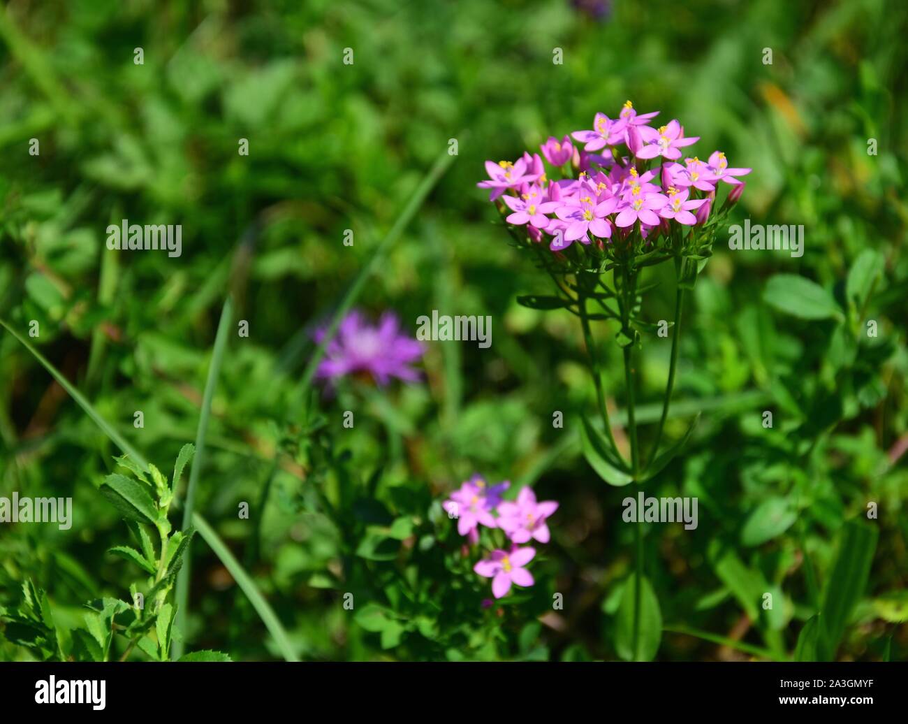 Centaurium erythraea is a species of flowering plant in the gentian family known by the common names common centaury and European centaury. Horizontal Stock Photo