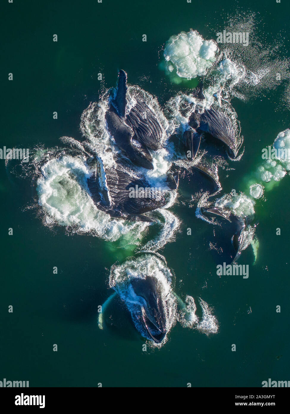 USA, Alaska, Aerial view of Humpback Whales (Megaptera novaeangliae) lunging at surface of Frederick Sound while bubble net feeding on herring shoal o Stock Photo