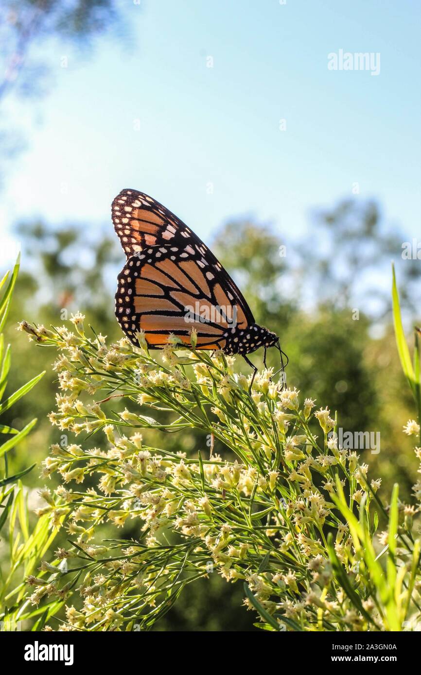 Monarch butterfly migration hires stock photography and images Alamy