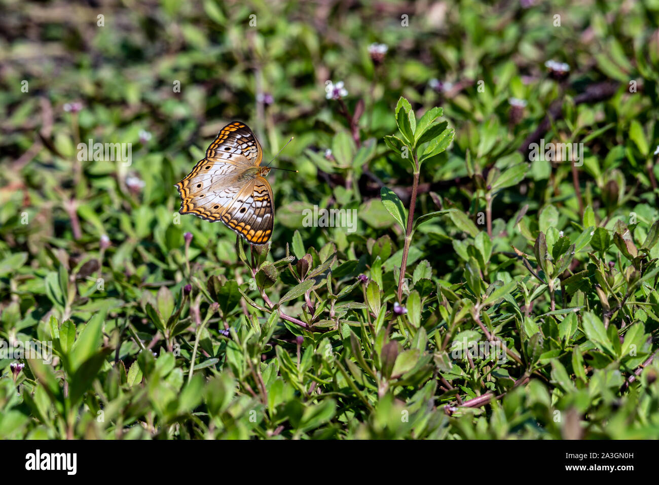 White peacock butterfly sits on the tiny white flowers Stock Photo - Alamy