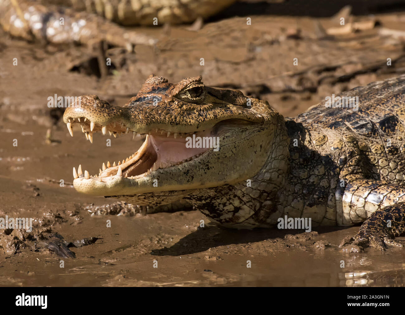 Spectacled caiman Stock Photo