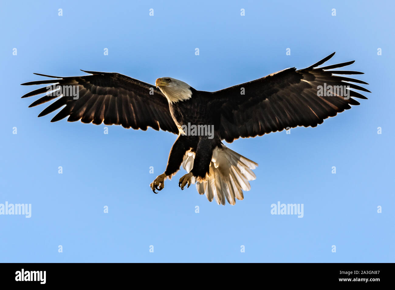 Eagle legs hi-res stock photography and images - Alamy