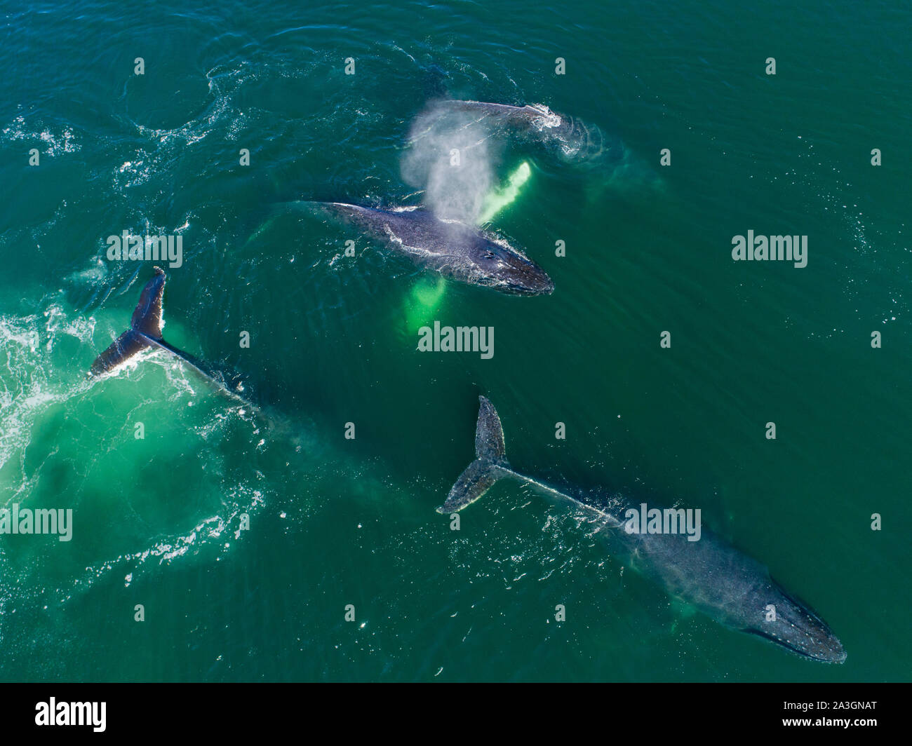 USA, Alaska, Aerial view of Humpback Whales (Megaptera novaeangliae) swimming together at surface of Frederick Sound while bubble net feeding on herri Stock Photo