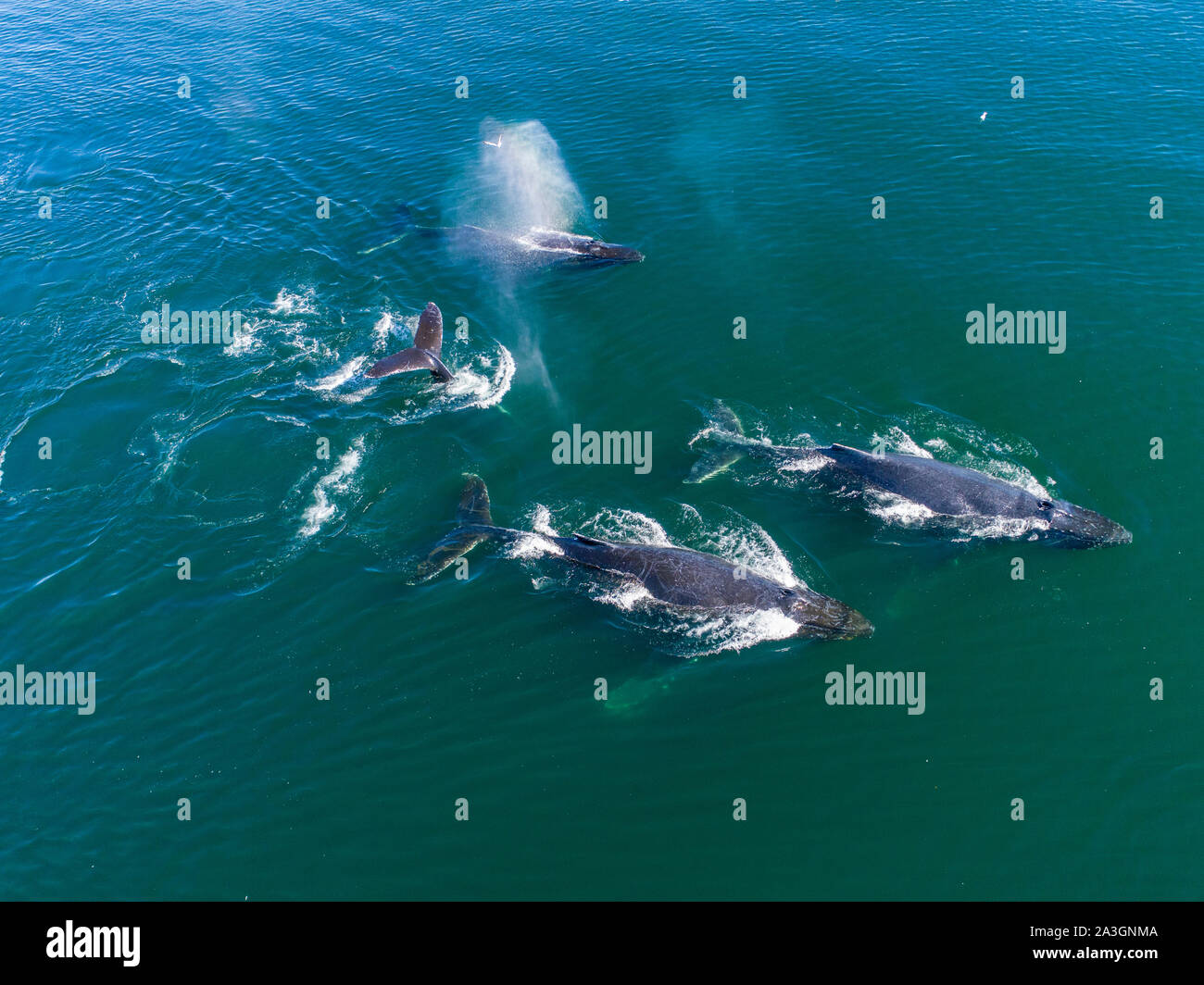 USA, Alaska, Aerial view of Humpback Whales (Megaptera novaeangliae) swimming at surface of Frederick Sound while bubble net feeding on herring shoal Stock Photo