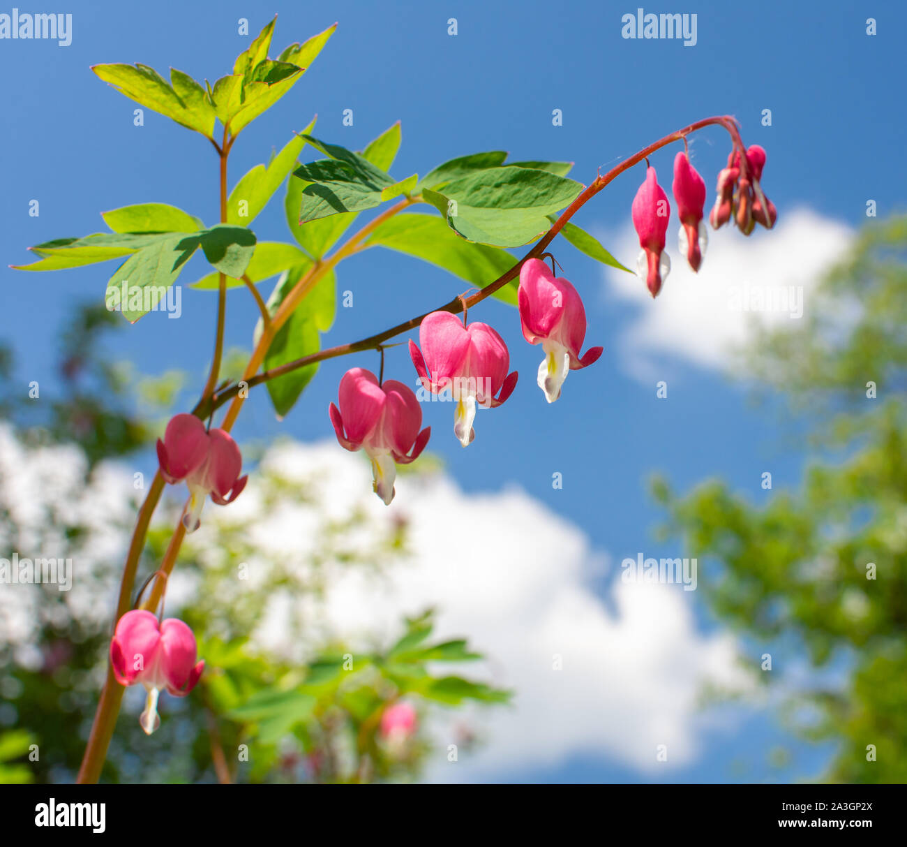 Springstime concept. Pink blossoms Lamprocapnos spectabilis, bleeding heart or Asian bleeding-heart and young green leaf of fern against  blue sky Stock Photo