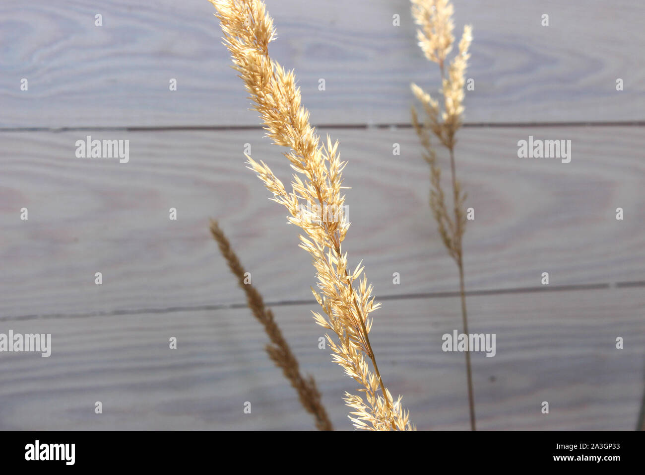 Weeds Wall Summer High Resolution Stock Photography and Images - Alamy