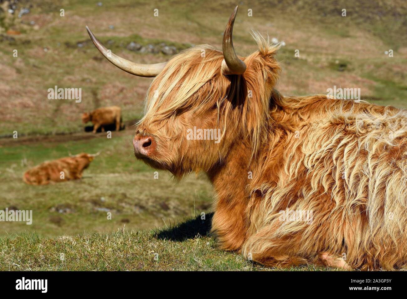 United Kingdom, Scotland, Highland, Inner Hebrides, Isle of Mull, Highland cow Stock Photo
