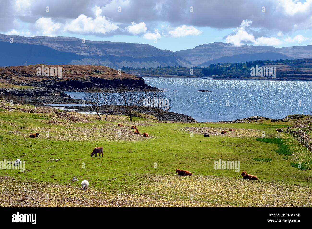 United Kingdom, Scotland, Highland, Inner Hebrides, Isle of Mull, Highland cows Stock Photo
