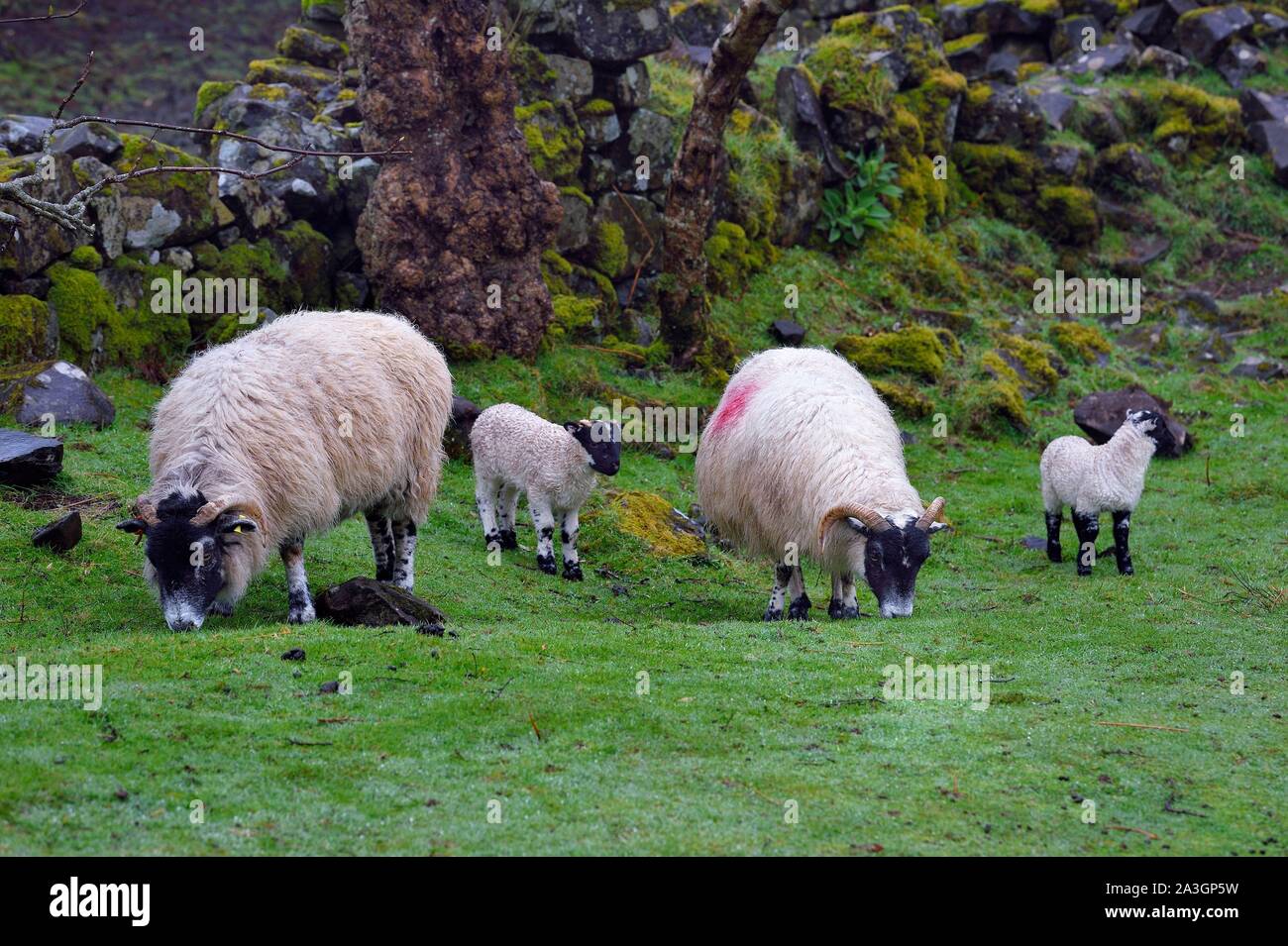 United Kingdom, Scotland, Highlands, Hebrides, Isle of Skye, Uig, the Fairy Glen on the West side of Trotternish at Balnacnoc Stock Photo