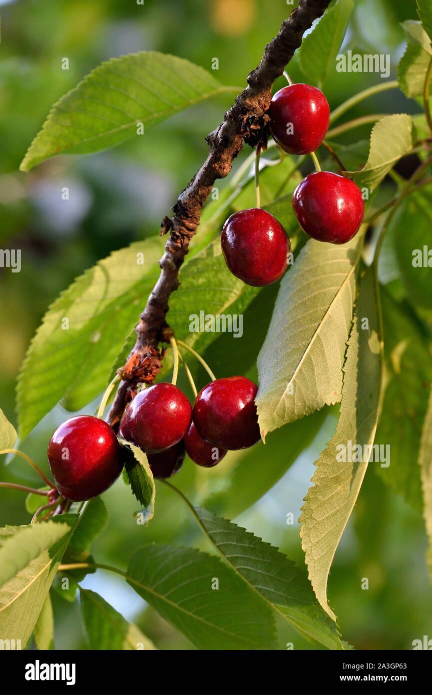 France, cherry tree (Prunus cerasus), cherries Stock Photo Alamy