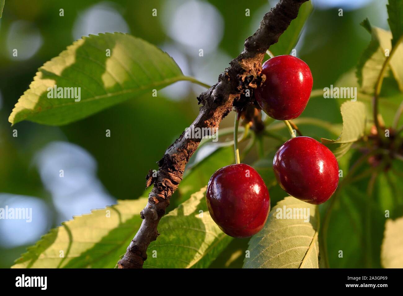 France, cherry tree (Prunus cerasus), cherries Stock Photo Alamy