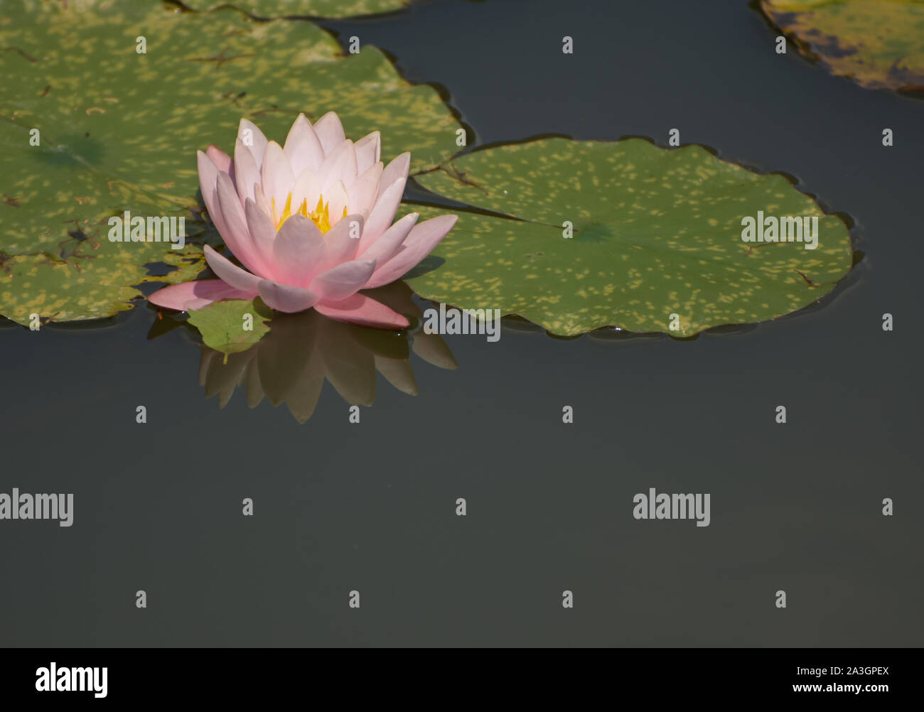 Pink water lily with green leaves in pond. With space for text. Outdoor horizontal photo. Stock Photo