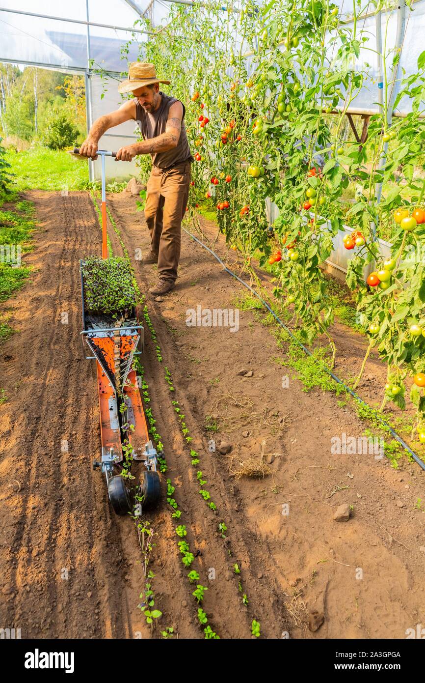 Sweden, County of Vastra Gotaland, Hokerum, Ulricehamn hamlet, Rochat family report, greenhouse 1, 80 days later, setting up basil with a French tool and a Japanese paper support Stock Photo