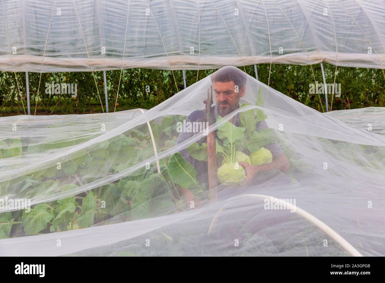 Sweden, County of Vastra Gotaland, Hokerum, Ulricehamn hamlet, Rochat family report, Pierre harvesting kohlrabi under the veil of protection, everything is fine because it is not wet Stock Photo