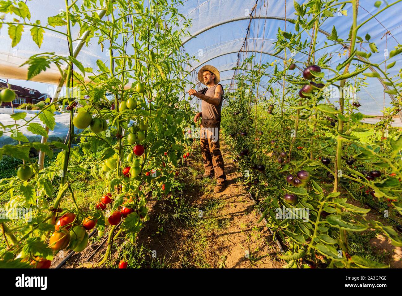 Sweden, County of Vastra Gotaland, Hokerum, Ulricehamn hamlet, Rochat family report, Pierre inspecting his tomato plantations in tunnel Stock Photo