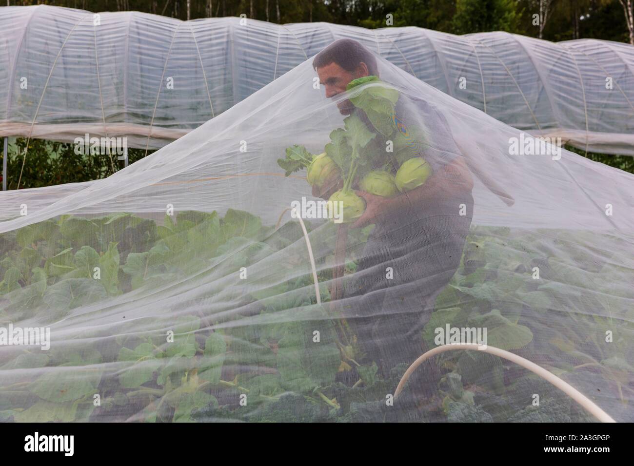 Sweden, County of Vastra Gotaland, Hokerum, Ulricehamn hamlet, Rochat family report, Pierre harvesting kohlrabi under the veil of protection, everything is fine because it is not wet Stock Photo