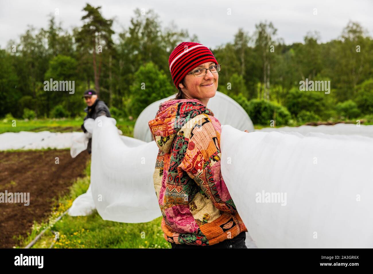Sweden, County of Vastra Gotaland, Hokerum, Ulricehamn hamlet, Rochat family report, immediate protection with a protective veil after planting cabbages Stock Photo
