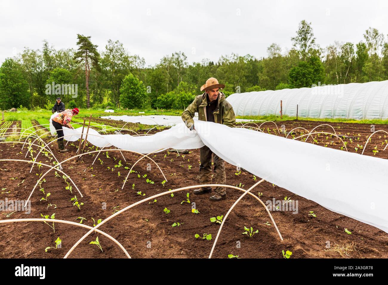 Sweden, County of Vastra Gotaland, Hokerum, Ulricehamn hamlet, Rochat family report, immediate protection with a protective veil after planting cabbages Stock Photo