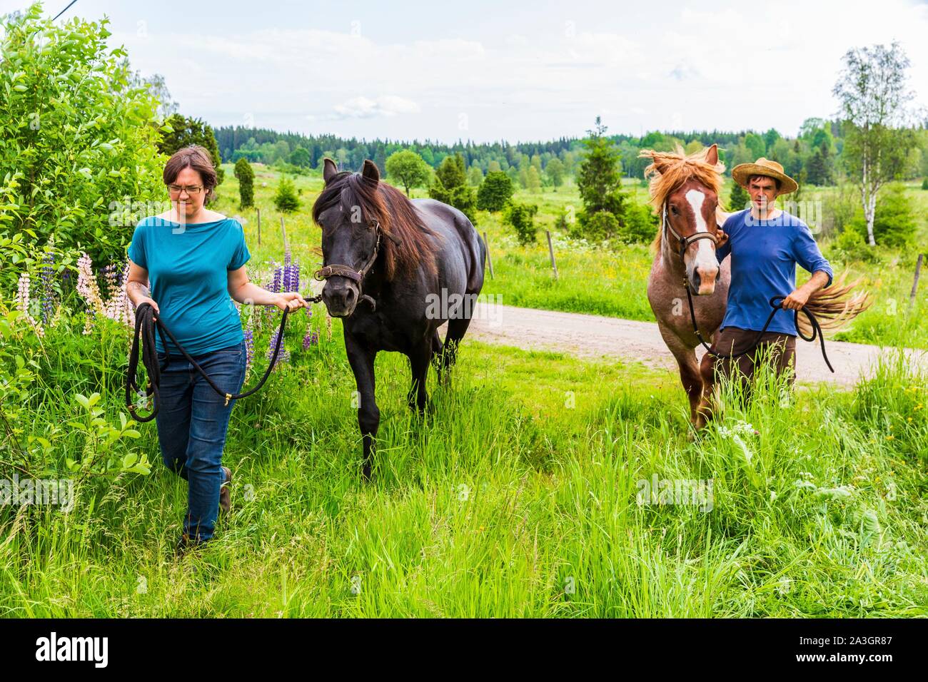 Sweden, County of Vastra Gotaland, Hokerum, Ulricehamn hamlet, Rochat family report, Pierre and Sonia change the park horses Rudolph and Max 32yrs Stock Photo